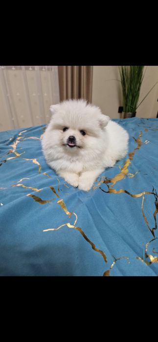 Szpic miniaturowy Pomeranian Boo 2xszczepienia legowisko I wyprawka