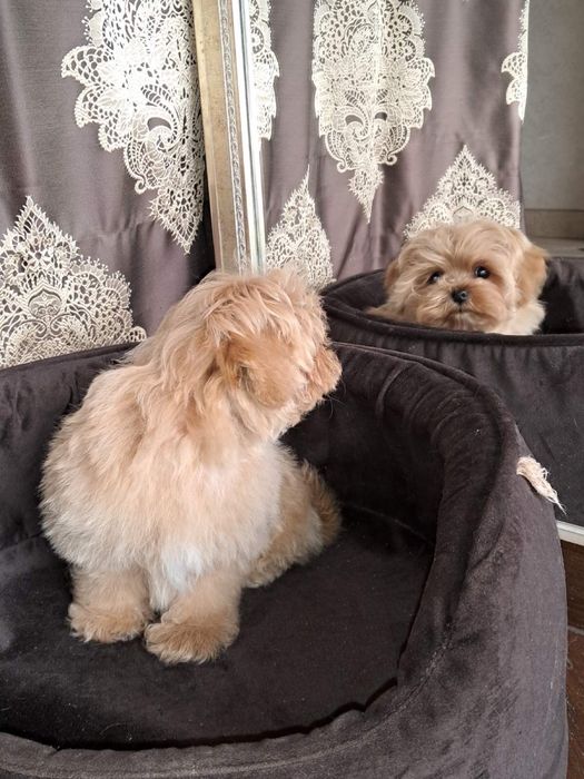 Maltipoo mini Мальчик