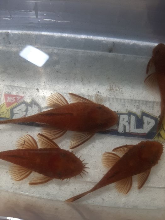 Анциструс супер ред/ производители/ сомы/нерестовые пары