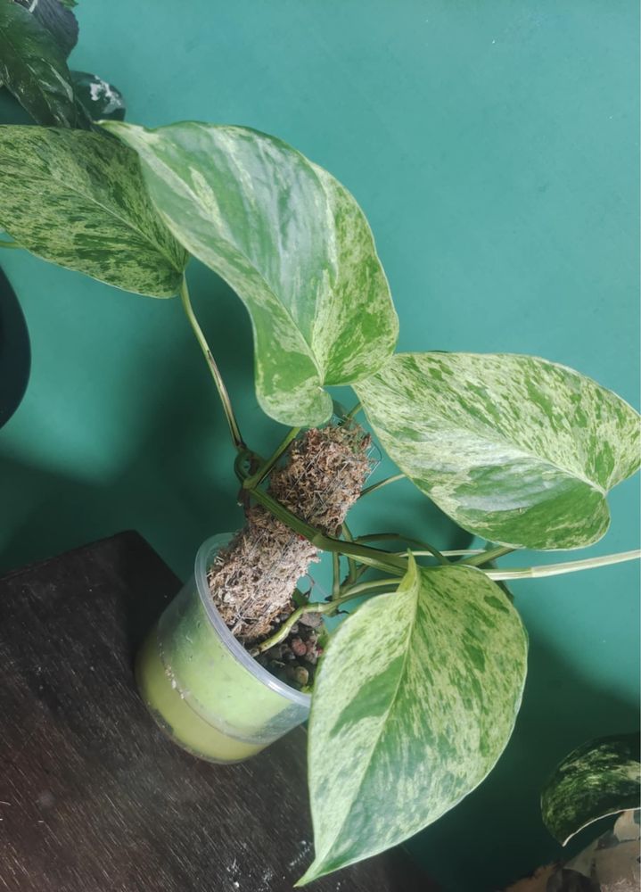 Epipremnum marble