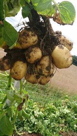 JUREK DENAR GALA ziemniaki prosto od rolnika!!!