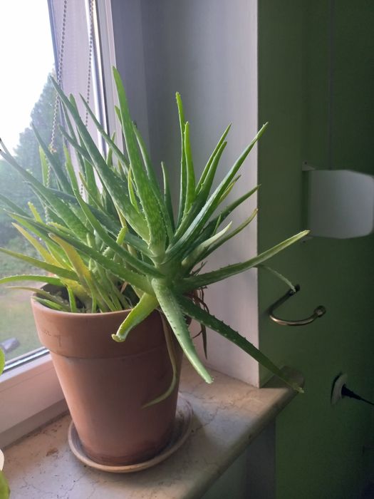 Aloes kwiat doniczkowa, dwuletni