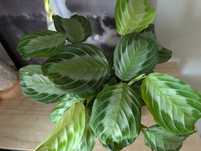 Maranta Silver Band