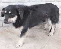 Czertaks czarno szary pies w typie jamnika do adopcji