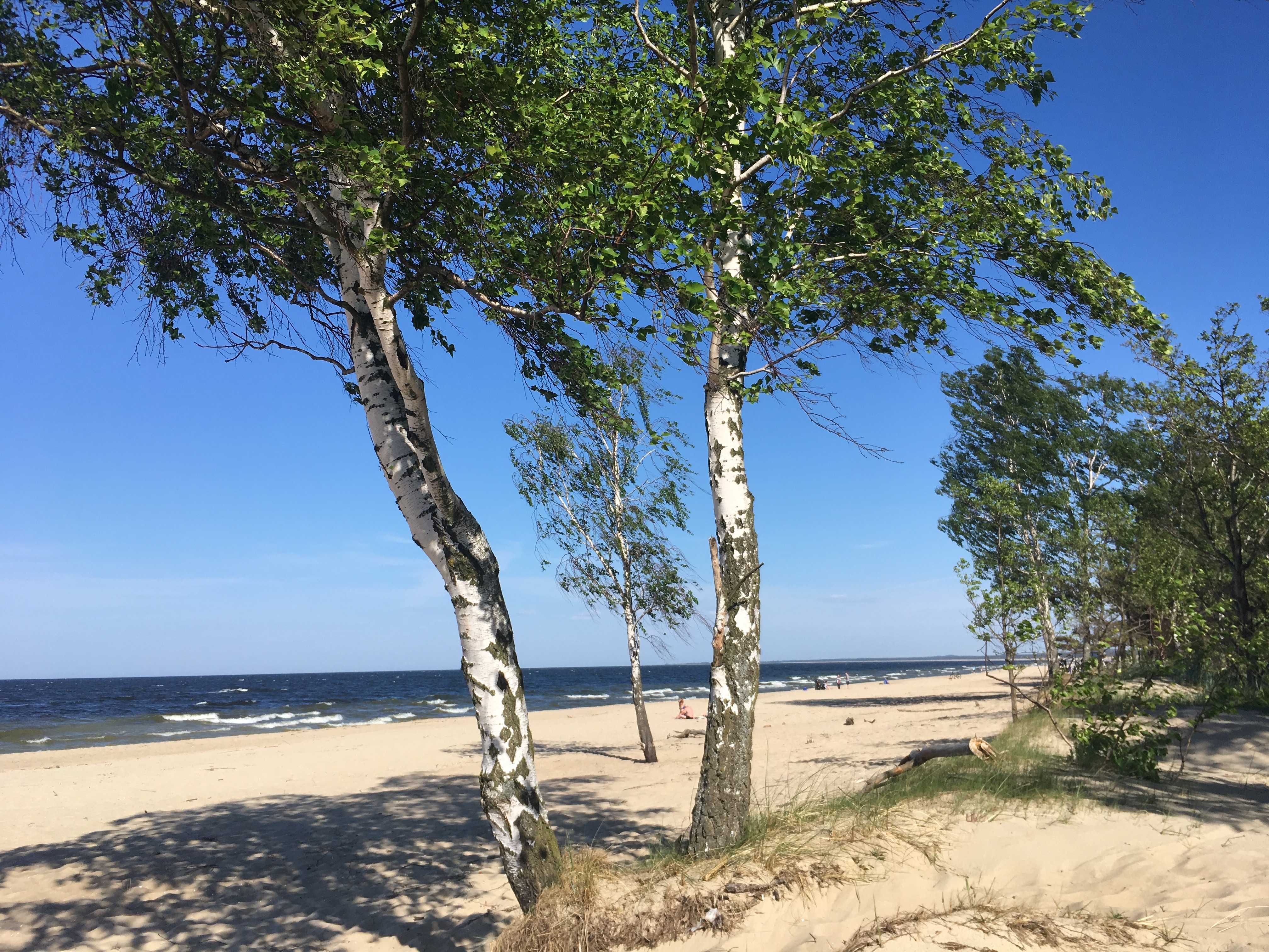 Sopot/ Apartament z widokiem na las / 2-4 os. / Parking / Blisko plaży