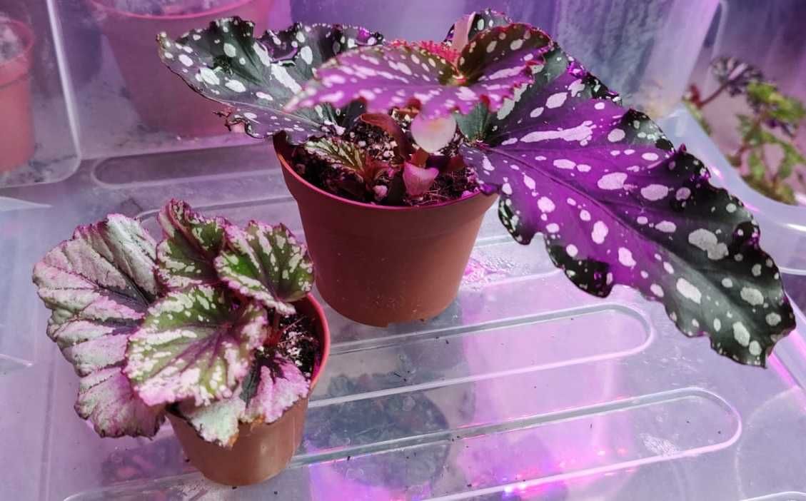 Begonia maculata czarna i Begonia królewska lub Begonia Shepherdii