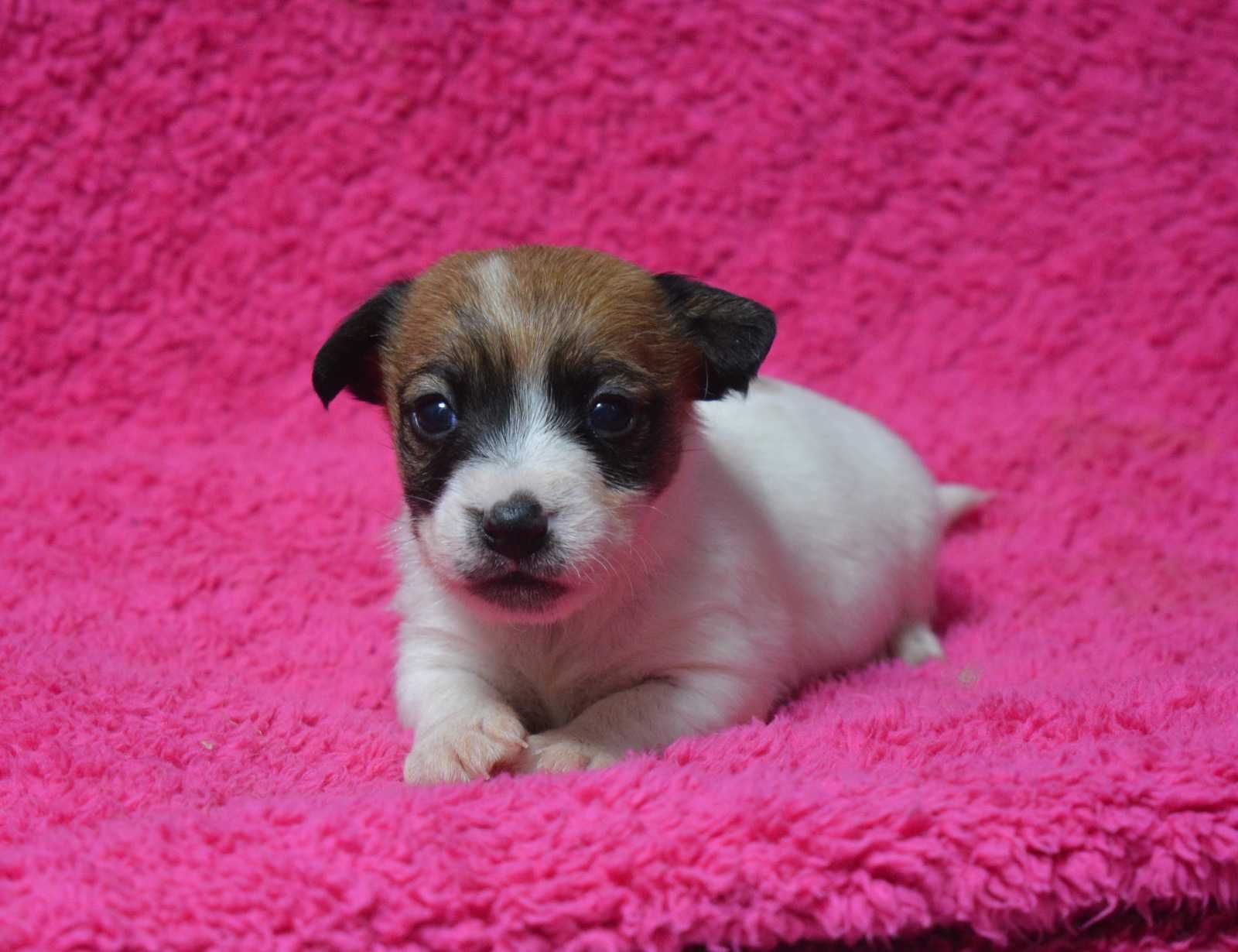 Jack Russell Terrier suczka po Championie