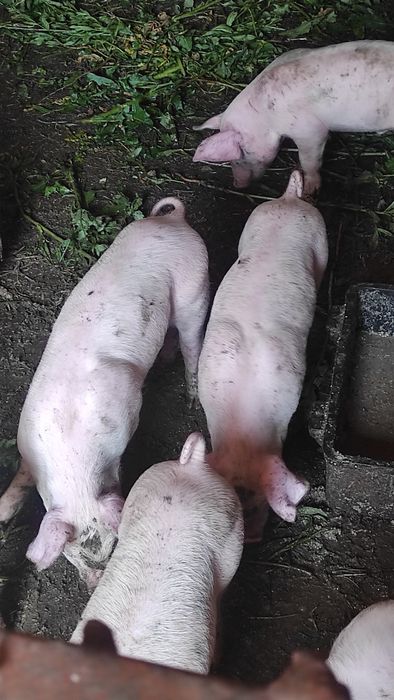 Продажа поросят.