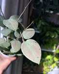 Hoya Hoja Verticillata Silver Heart - cięta