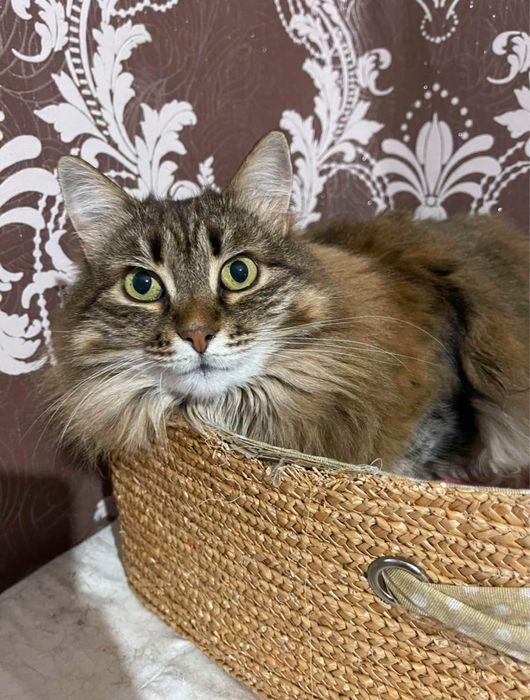 В добрые руки , кошечка