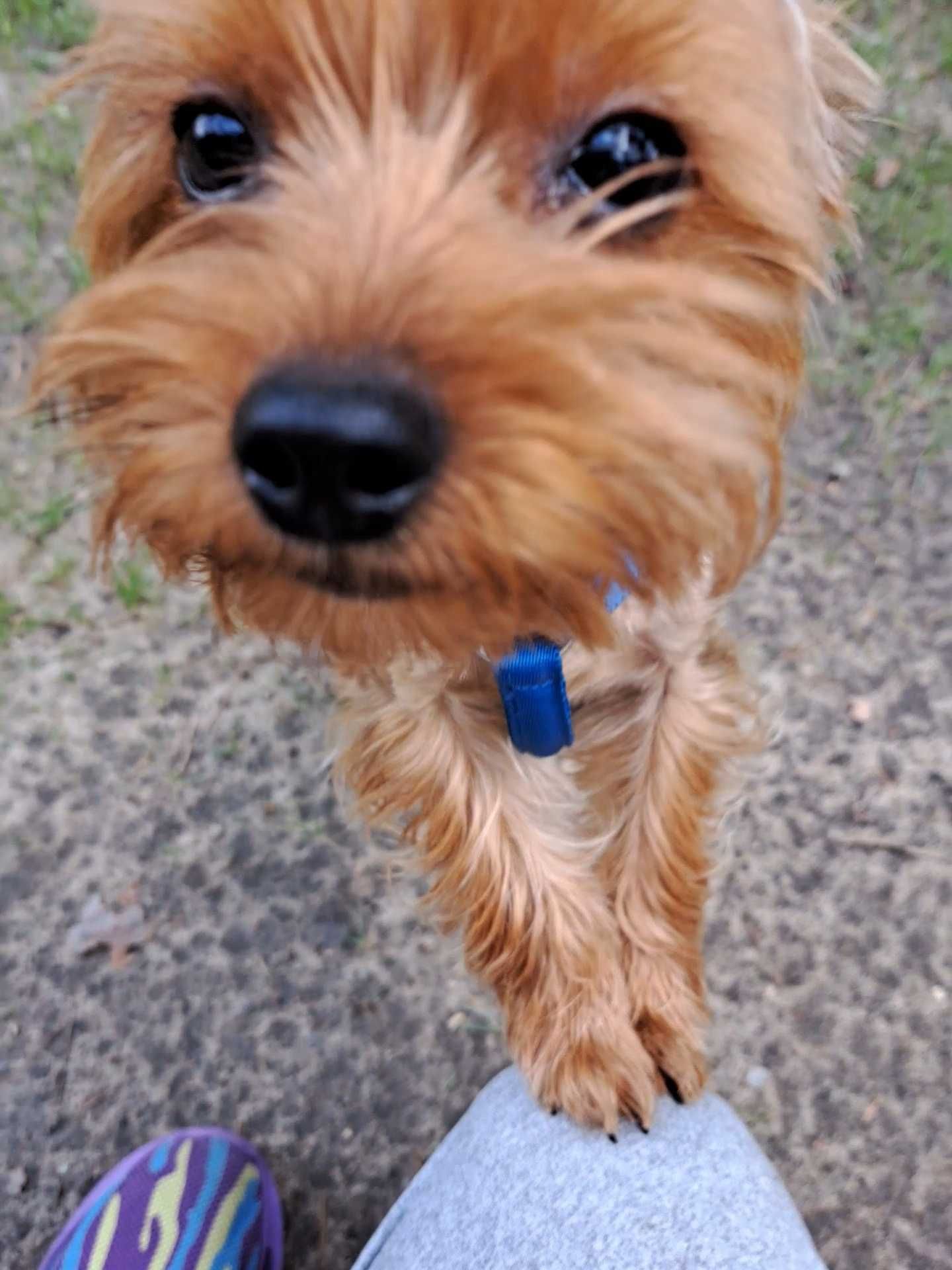 Yorkshire Terrier odchowany srebrno - złoty - Amorek - Paszport