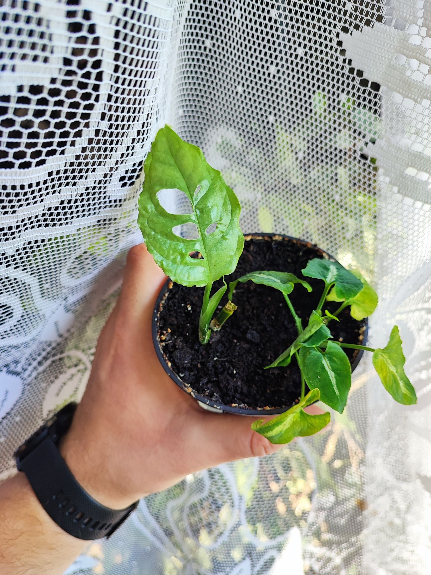 Monstera Sp.Peru + syngonium wenlandii