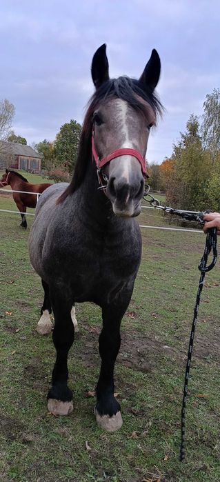 Sprzedam ogier zimnokrwistego