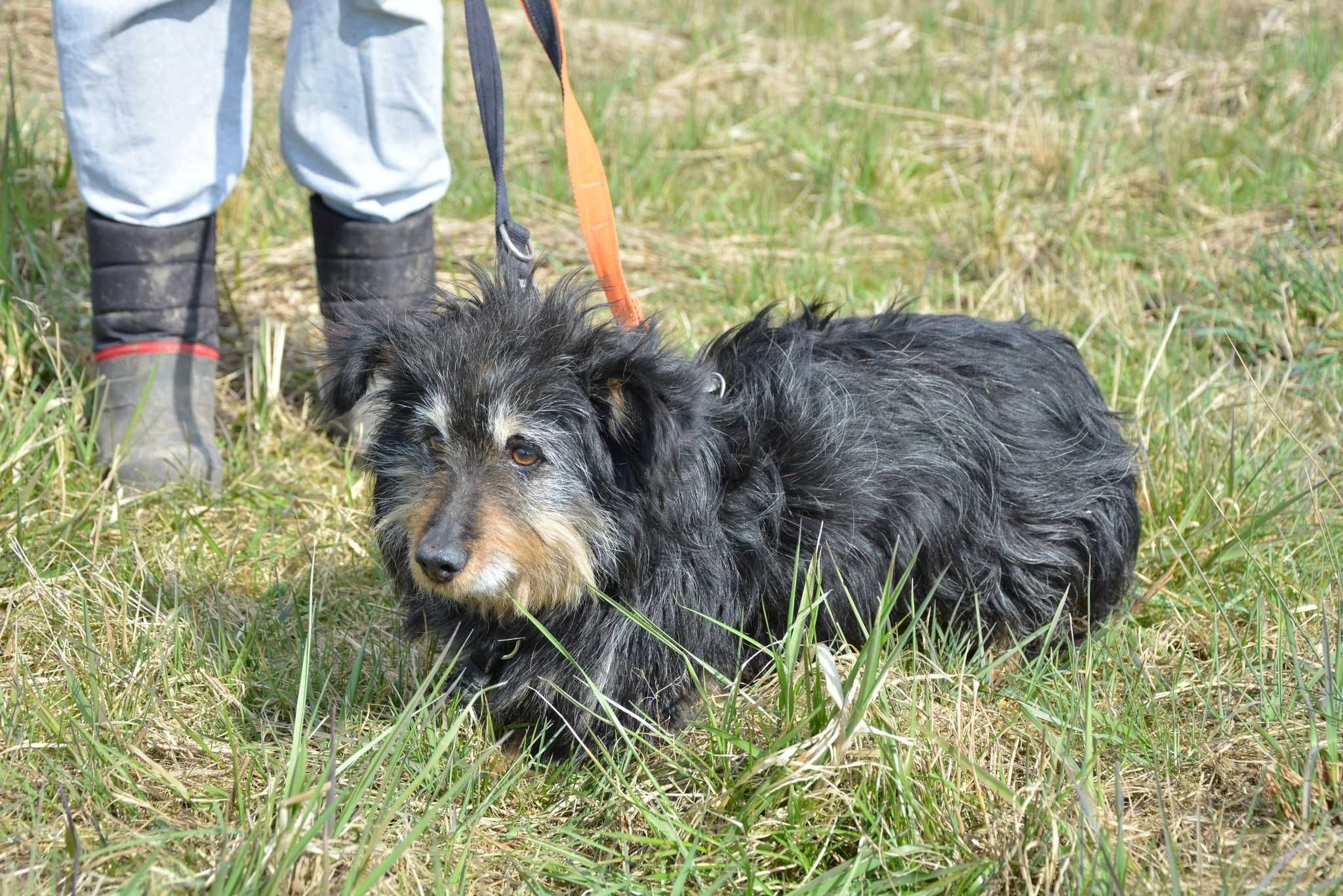 Chałka - mała KOCHANA psunia szuka domu ADOPCJA