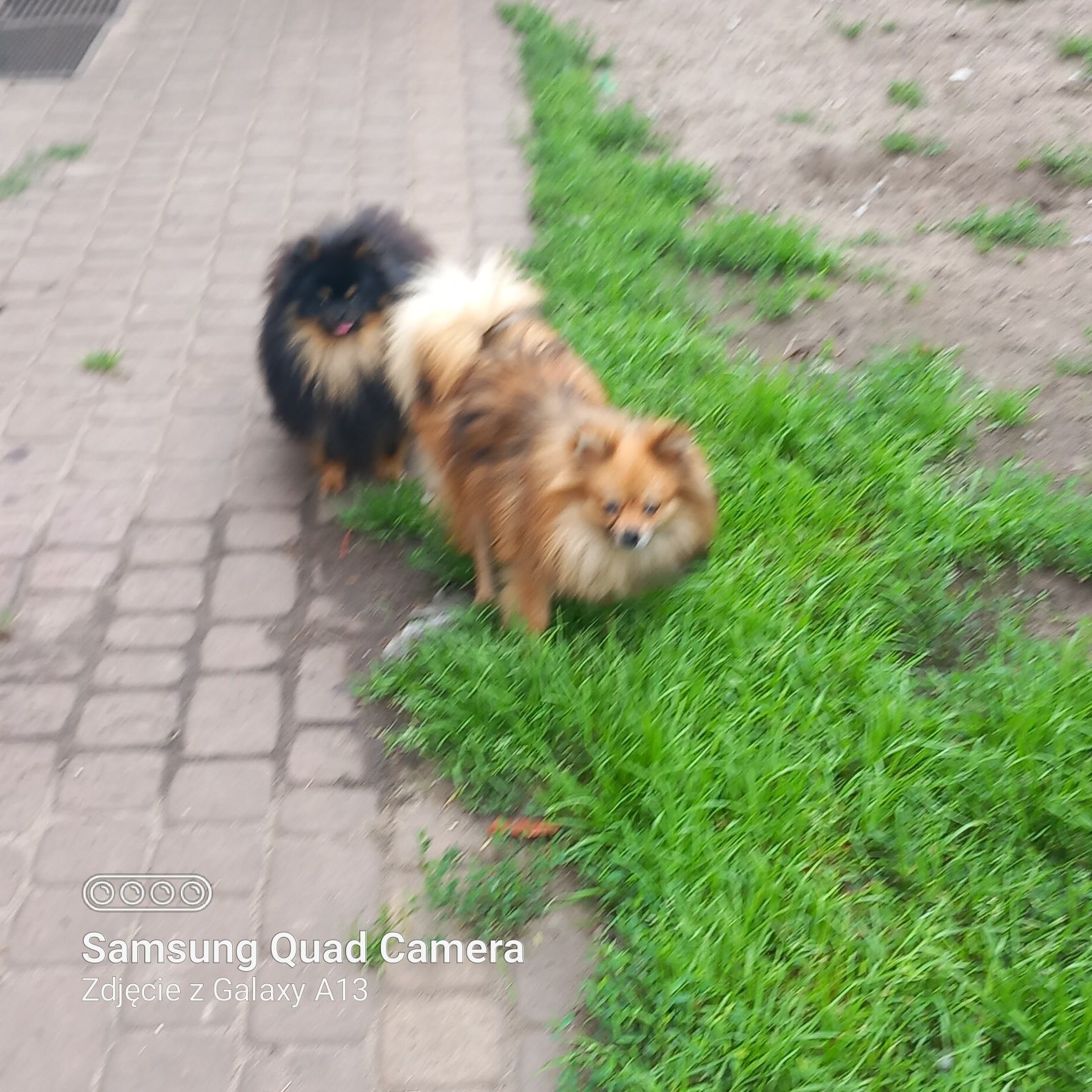 szpic miniaturowy suka 9 mies