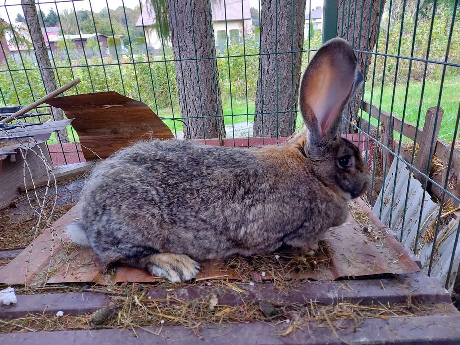 Samica Olbrzym Belgijski