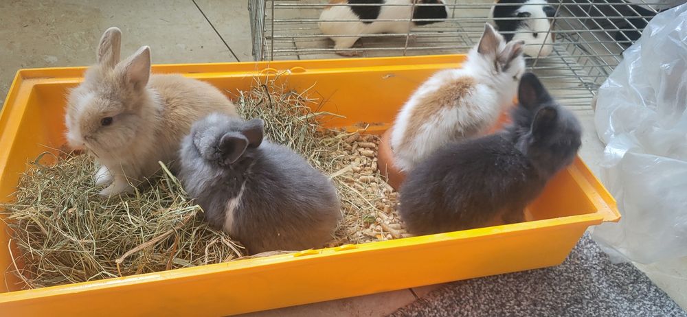 Декоративні кролики