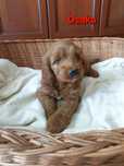 Cockapoo. Hybryda. Dziewczynka Osaka. Cocker Spaniel Angielski/ Pudel