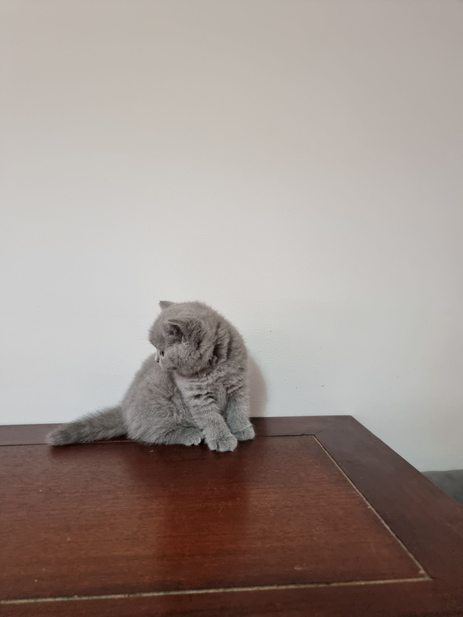 Gatinha British Shorthair