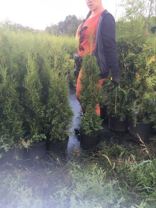 Tuja szmaragd do 120cm na tuja na zdj rabat  cena 19,9zł