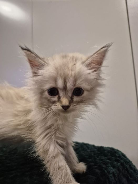 po Championach rodowód FPL FIFE Neva Masquerade kotka kot Syberyjski