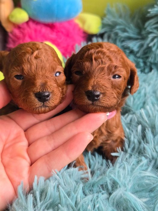 Цуценята Той Пудель. Ред Браун.