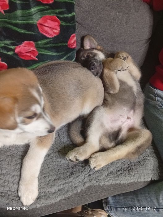 Oddam pieski w dobre ręce