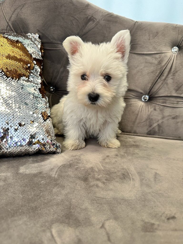 West highland white terrier