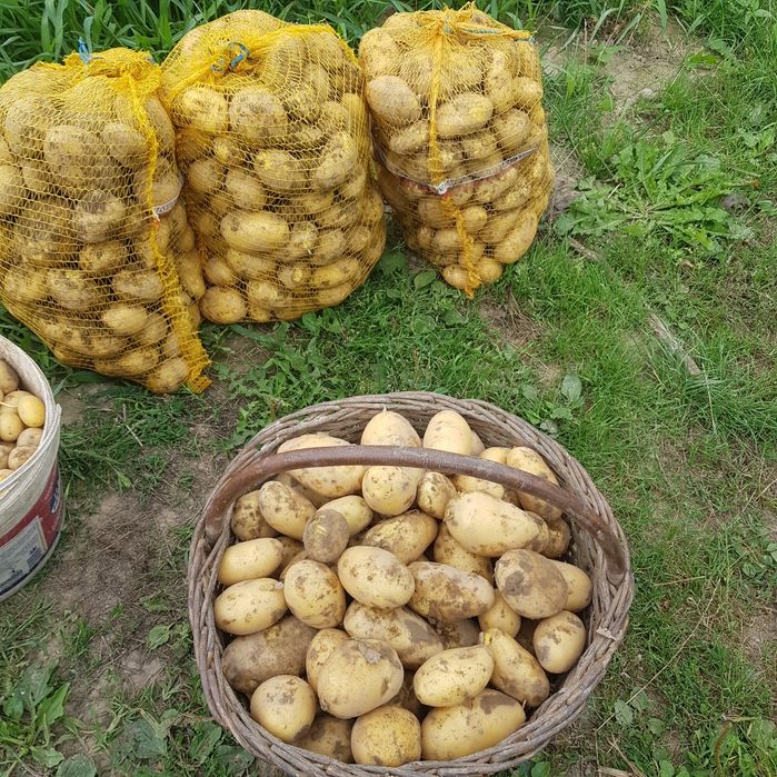 Ziemniaki jadalne Jurek Gwiazda Bernina