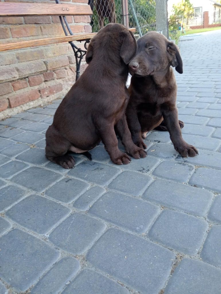 Szczeniak Labrador Retriever