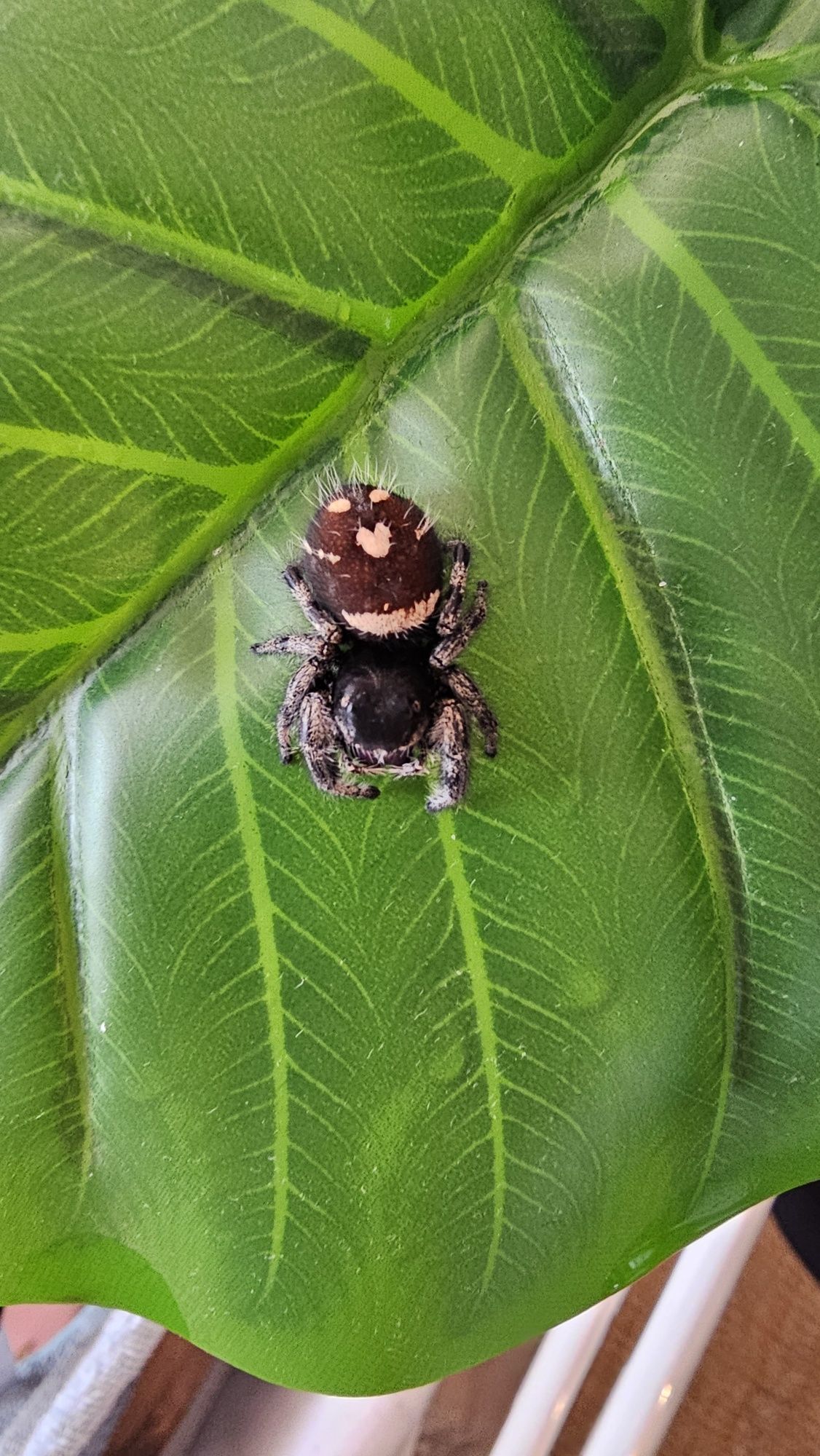 Skakun Phidippus regius Everglades L4