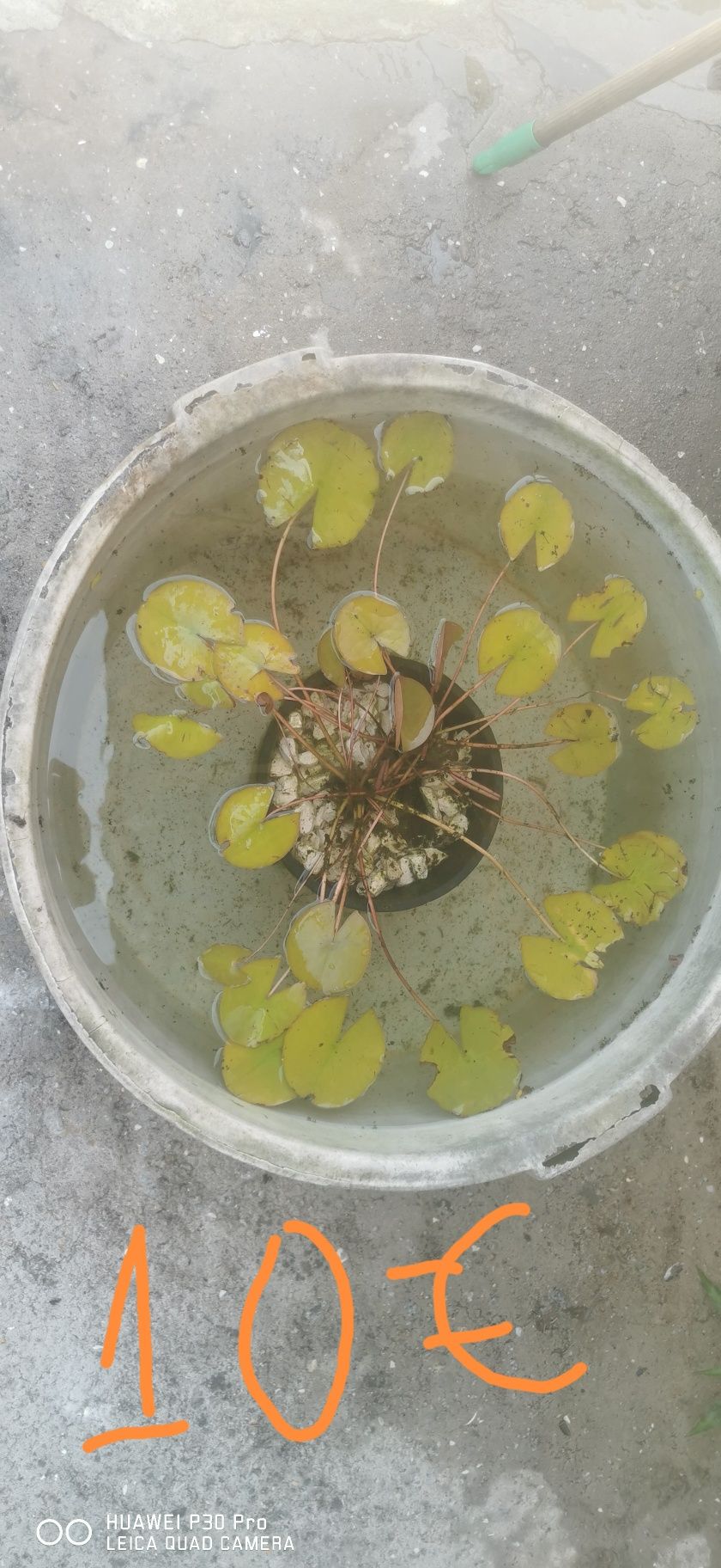 Plantas aquáticas Nenufer