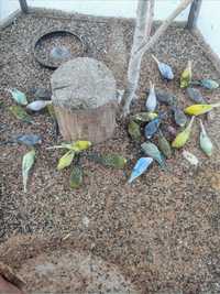 Papużki faliste tegoroczne