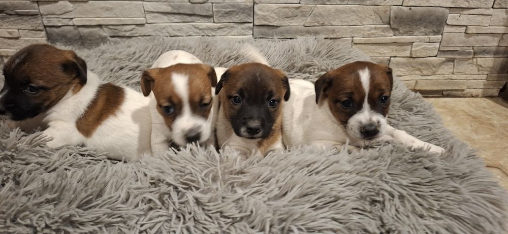 Szczenię jack Russell terrier z metryką