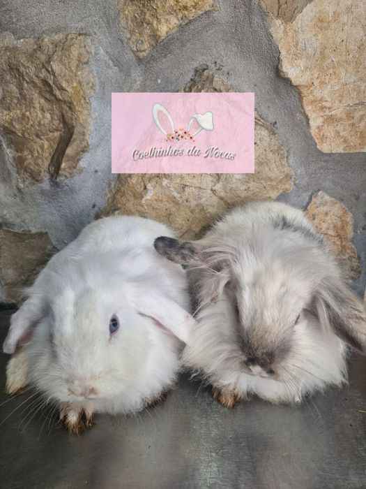 Coelhos anoes mini lop