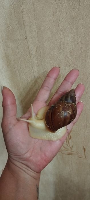 Улитка ахатина в хорошие руки