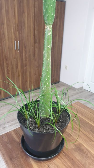 Opuncja wys. - 87 cm, duży okaz