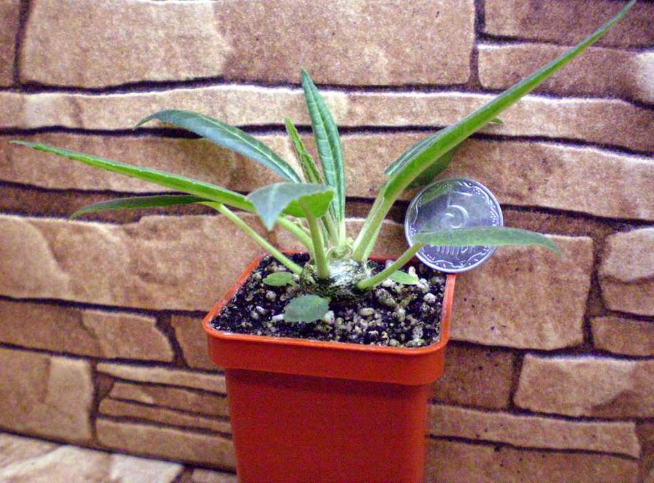 Каудексні рослини – Дорстенія. Дорстения. Dorstenia