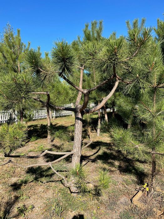 Сосна с комом дизайнерская (бансаи, ниваки)