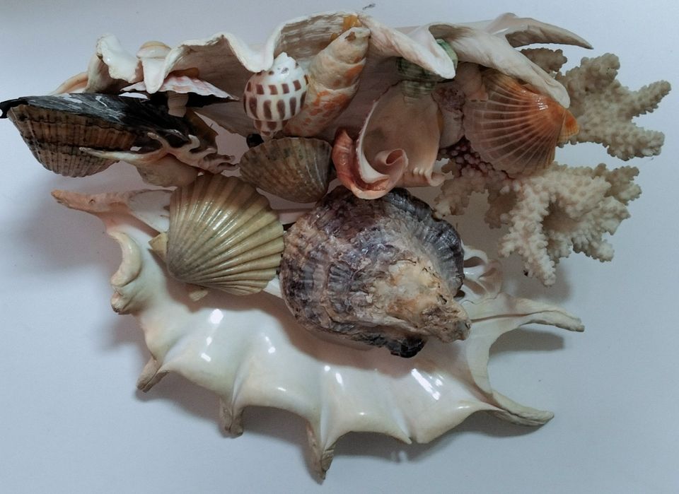 Escultura de conchas originais