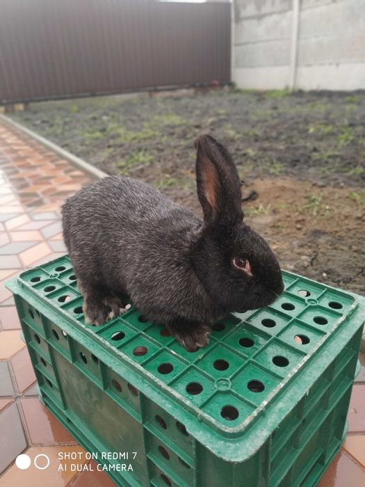 Продам кролі полтавське срібло