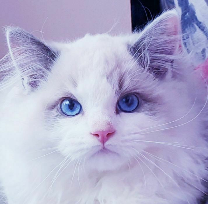 Kocurek FPL/FIFE Do Hodowli