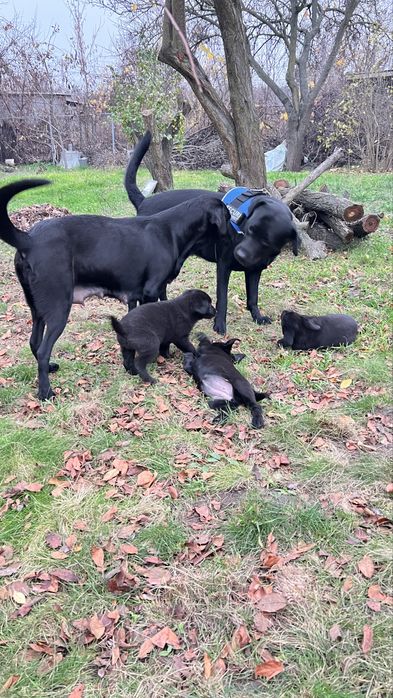 ЩЕНКИ от мамы лабрадора осталось всего ДВА щенка!!!