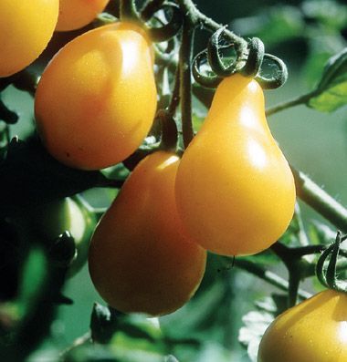 Pacote de sementes de Tomate Pera Amarelo