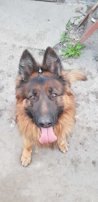 Німецька вівчарка в'язка.