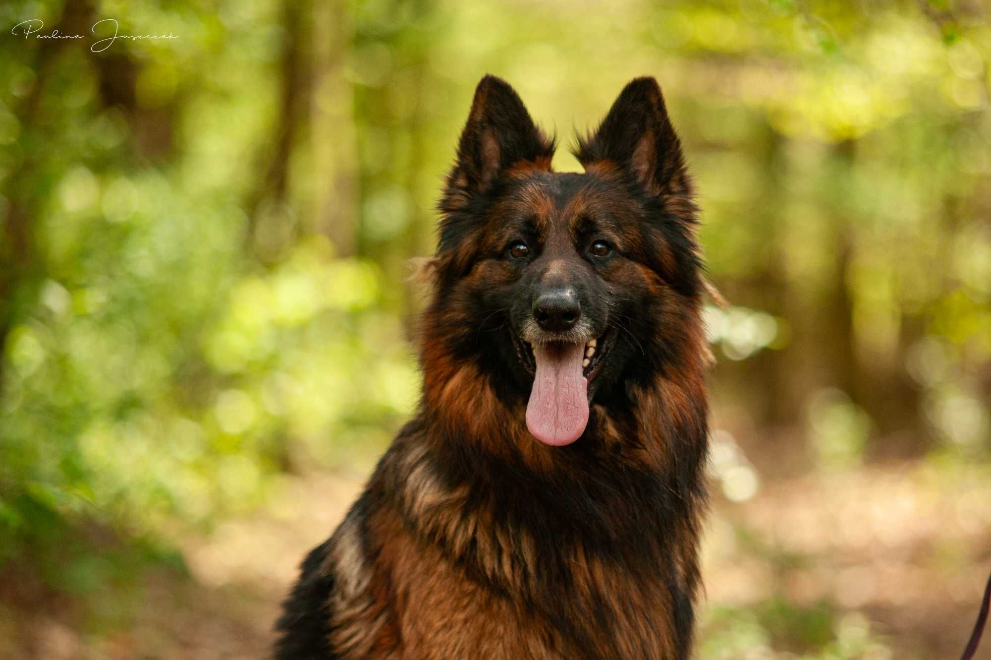 Pando – owczarek niemiecki do adopcji czeka na prawdziwy dom