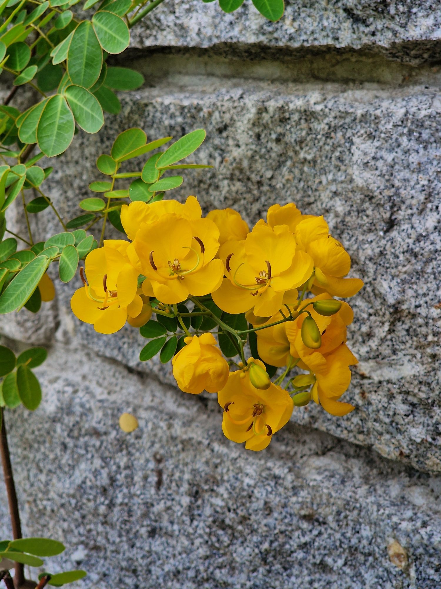 Suculenta Aeonium e árvore Senna
