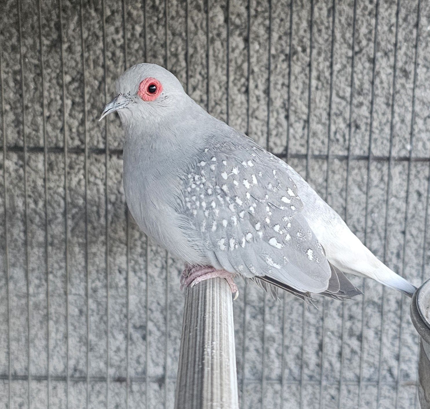 Macho bonito com bom porte
