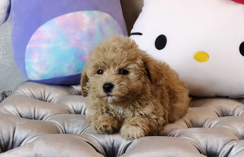 Maltipoo dziewczynka (suczka)