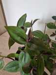 Trzykrotka Tradescantia Zebrina 'Purple Plush'